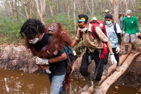 Orangutan Korban Kebakaran Lahan Diselamatkan Dari Hutan