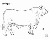 Cattle Coloring Brangus Pages Bull Drawings Cow Breed Drawing Colour Sheets Animal sketch template