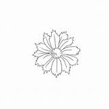 Tickseed Coreopsis sketch template