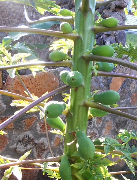 A Kitchen Garden In Kihei Maui Growing A Papaya Plant