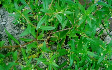 herbal rumput lidah ular obat alami tumor  kanker