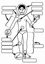 Cuerpo Partes Para Del Colorear Dibujo Imprimir Dibujos Imágenes sketch template