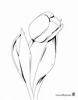 Tulipan Colorear Colorat Hellokids Tulipe Ausmalen Tulipanes Lalele Plantillas Tulipa Bela Desenho Lalea Planse Tulpe Decoracion Imprimibles Flor Grafito Farben sketch template