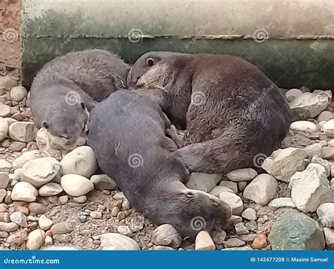 sleepy otters stock photo image  parrots ready otters