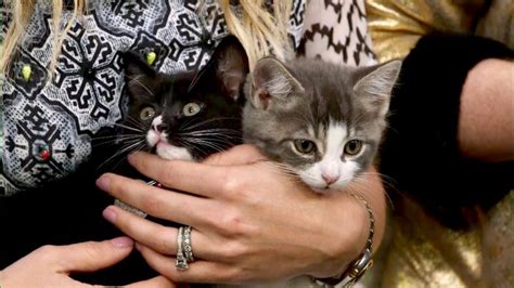 Help These Rescue Kittens In Need Of Adoption