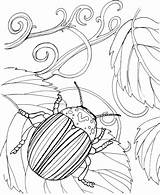 Coloring Beetle Japanese Pages Printable Beetles Bug Supercoloring Outline Color Super Categories Br sketch template