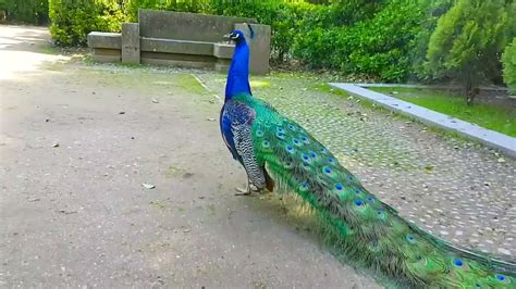 peacock tausi ndege mwenye maringo na sauti nzuri yakuvutia youtube