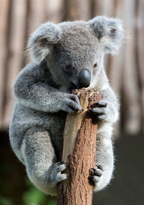 koala baby world photography image galleries  aike  voelker