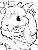 Coloring Pages Rabbit Roger Getcolorings Bu sketch template