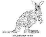 Wallaroo Clipart Coloring Drawings Designlooter Illustrations Thousands Eps Royalty Vector Search Available Stock 194px 56kb sketch template