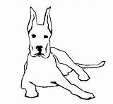 Dane Gran Sdraiato Danese Lying Nico Acolore Cow Cani Bloodhound sketch template