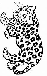 Drawing Animals Panthera sketch template