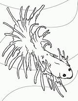 Kolorowanki Ryby Zwierzętami sketch template