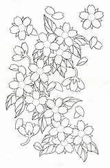 Blossoms Japonesas Getdrawings Outlines Cerezo Japanische Japanse Wan Kirschblüten Bloemen Clipartxtras Tattoodaze sketch template