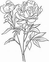 Peony Coloriage Supercoloring Paeonia Officinalis Peonies Leaves Pivoine Line Pobarvanke Seabed Depuis sketch template