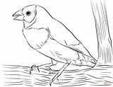 Coloring Finch Gouldian Pages Drawing sketch template
