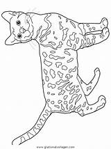 Coloring Bengal Cats Pages Cat Ausmalen Zum Katzen Colouring Malvorlagen Kleurplaat Poezen Color Gratis Ausmalbilder Book Muster Colors Yarn Print sketch template