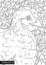 Kana Inktober Coloring Värityskuva Optimimmi Chicken sketch template