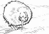 Zealand Kiwi Colornimbus Getdrawings sketch template