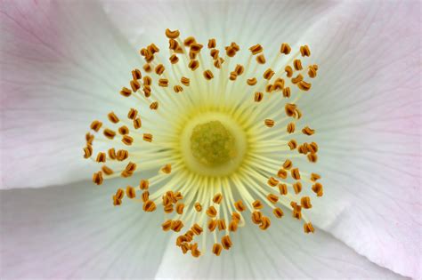 flower  images pixabay