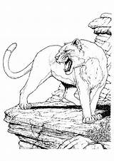 Cougar Coloring Pages Color Books Printable sketch template
