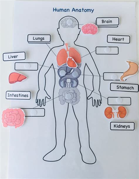 menselijke anatomie menselijke organen het menselijk etsy nederland