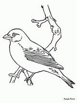 Coloring Pages Printable Birds Bird Stencils Related sketch template