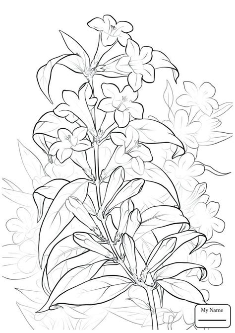pin  jasmine flower coloring pages