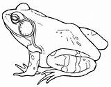 Bullfrog Frog Designlooter Frogs sketch template