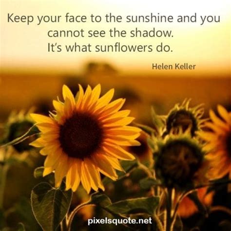 sunflower quotes  beautiful images pixelsquotenet