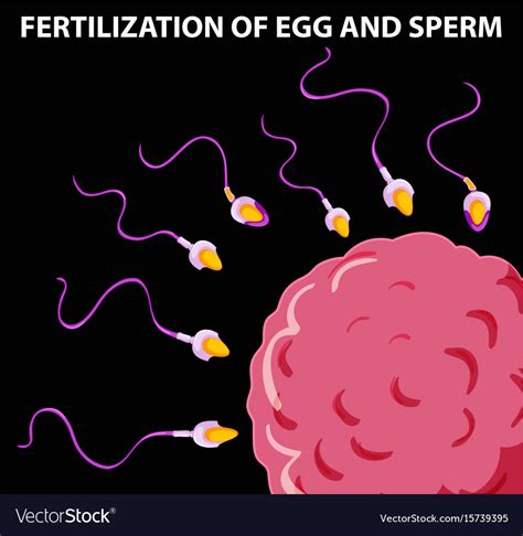 diagram showing fertilization of egg and sperm vector image