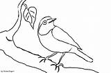 Vogel Gartenrotschwanz Ausmalbild Malen Tiere Ausmalbilder Fliegenden Heimische Voegel österreich sketch template