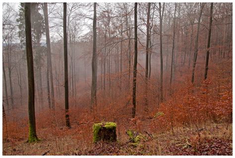 nebelwald foto bild landschaft wald meine heimat bilder auf