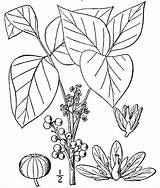 Poison Botany 1859 Agricultural Weeds Useful sketch template