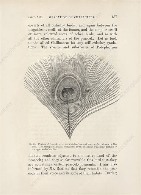 darwin on sexual selection in birds 1871 stock image