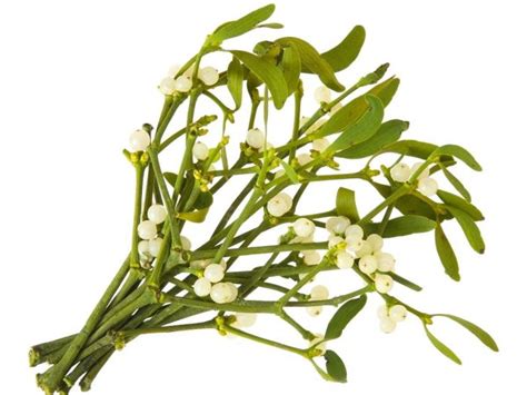 11 Amazing Benefits Of Mistletoe Organic Facts