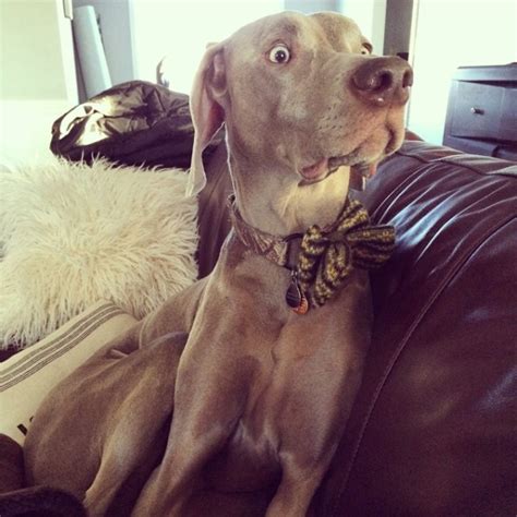 Your Weekly Dingus Meet Wheeler The Weimaraner Who Is Afraid Of His