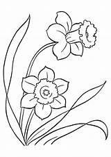 Coloring Lily Pages Flower Daffodil Parentune Worksheets sketch template