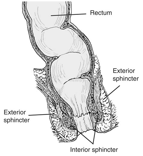 anatomy of the rectum and anus with labels media asset niddk