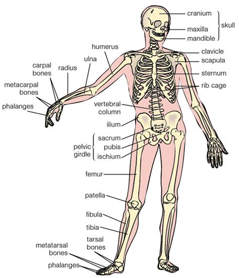 human bone anatomy artstudioscom