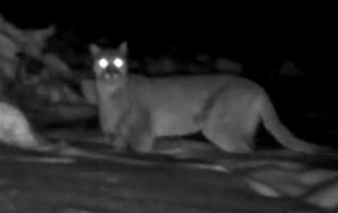 Cougar Appears On Trail Camera Northwest Of Thunder Bay Ont Cbc News