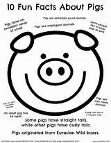 Facts Fun Coloring Pigs Pig Kids Pages Printable Cjophoto Cjo sketch template