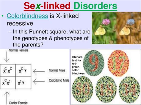 Ppt Genetics And Heredity Powerpoint Presentation Free