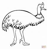 Emu Cassowary Walking Designlooter Supercoloring sketch template