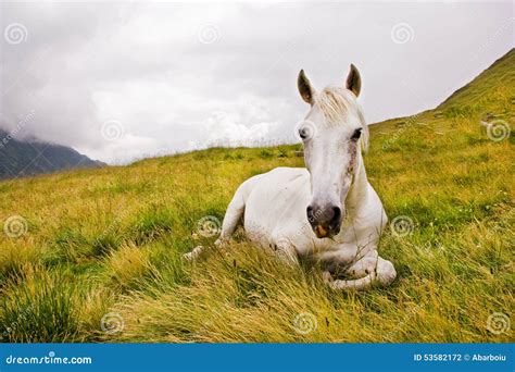 horse sitting stock photo image