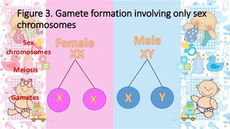 Sci9q1m2 Sex Chromosome And Sex Determination