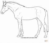 Horse Coloring Pages Horses Outline Quarter Appaloosa Thoroughbred Drawing Hanoverian Color Rearing Getcolorings Getdrawings Printable Print Colorings sketch template