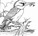 Kingfisher Realistic Cliparts Pyrography sketch template