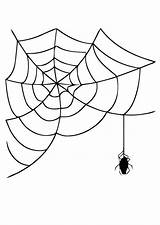 Ragno Spinnenweb Spinne Kleurplaat Spinnennetz Malvorlage Ragni Schoolplaten Ausdrucken Educolor Schulbilder Große Abbildung Reacties sketch template