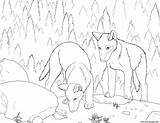 Wolf Coloring Pages Pup Realistic Wolves Color Print Printable Running Getcolorings Drawing Search Colorings Getdrawings Library Clipart Popular Info sketch template